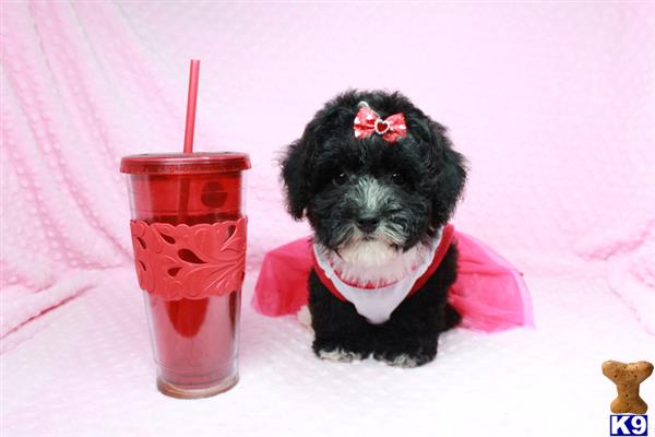 lvpuppyheaven Picture 3